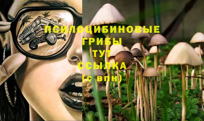 сколько стоит  ссылка на мегу вход  Галлюциногенные грибы Psilocybe  Мосальск 